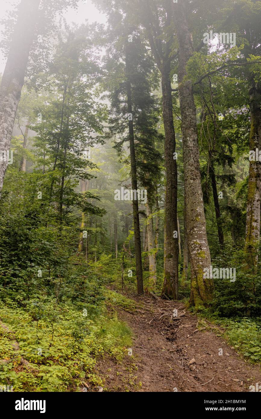 Mystic foggy forest road hi-res stock photography and images - Alamy