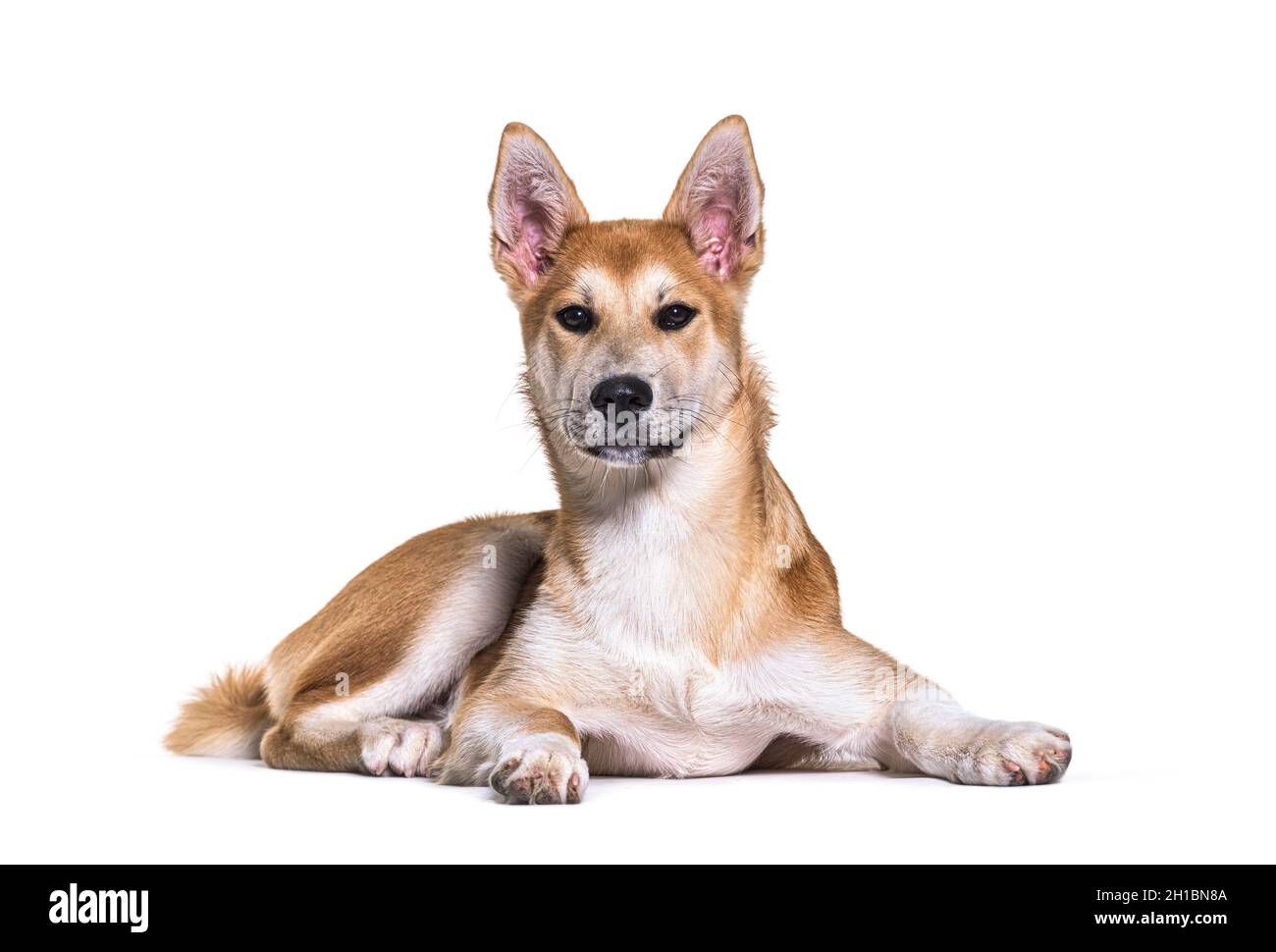 Alert Crossbreed dog lying down looking at camera, isolated on white Stock Photo