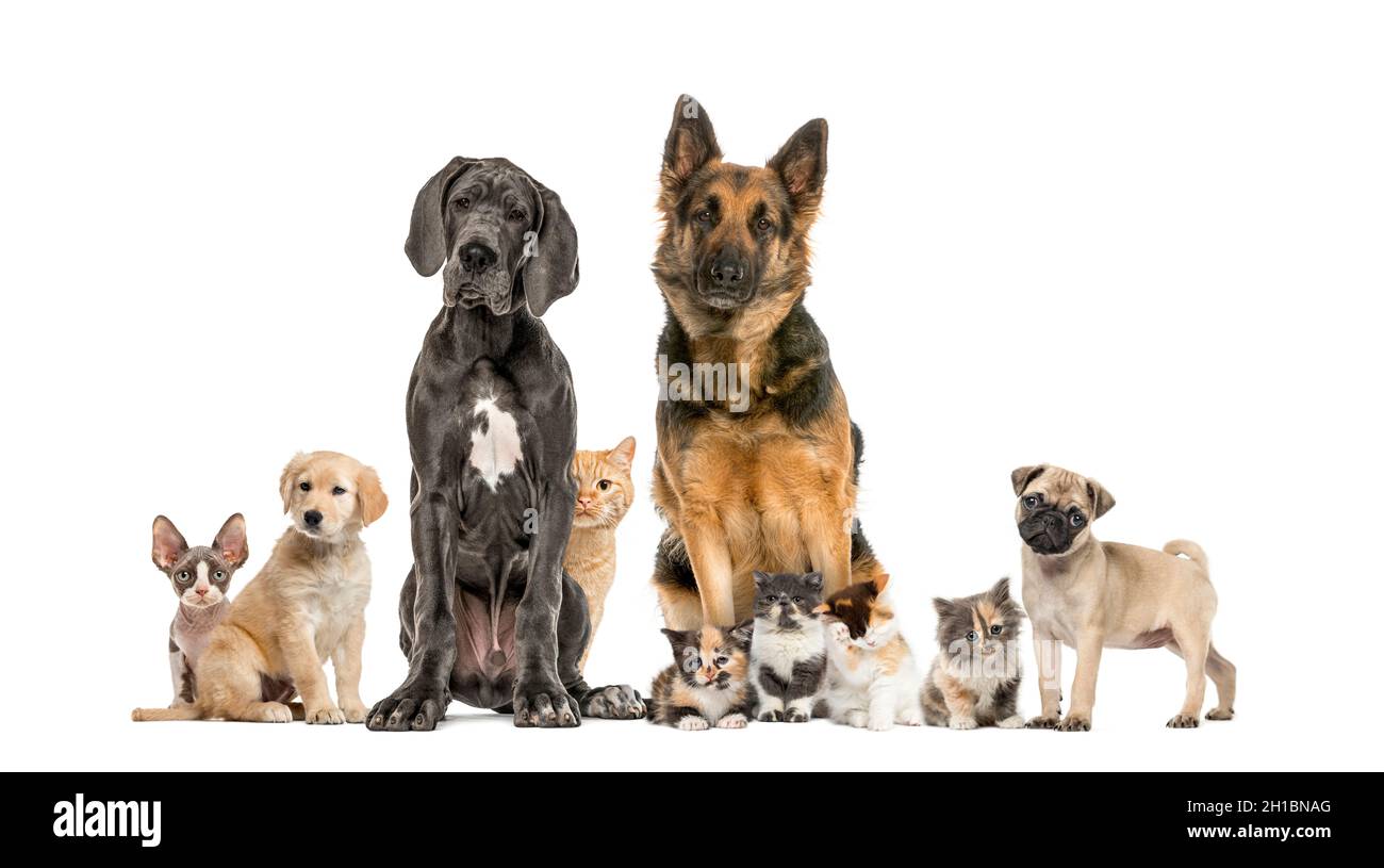 Cats and dogs Group in a row, isolated Stock Photo Alamy