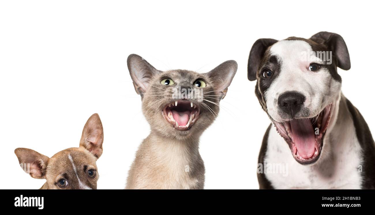Cats and dogs laughing together against white background Stock Photo