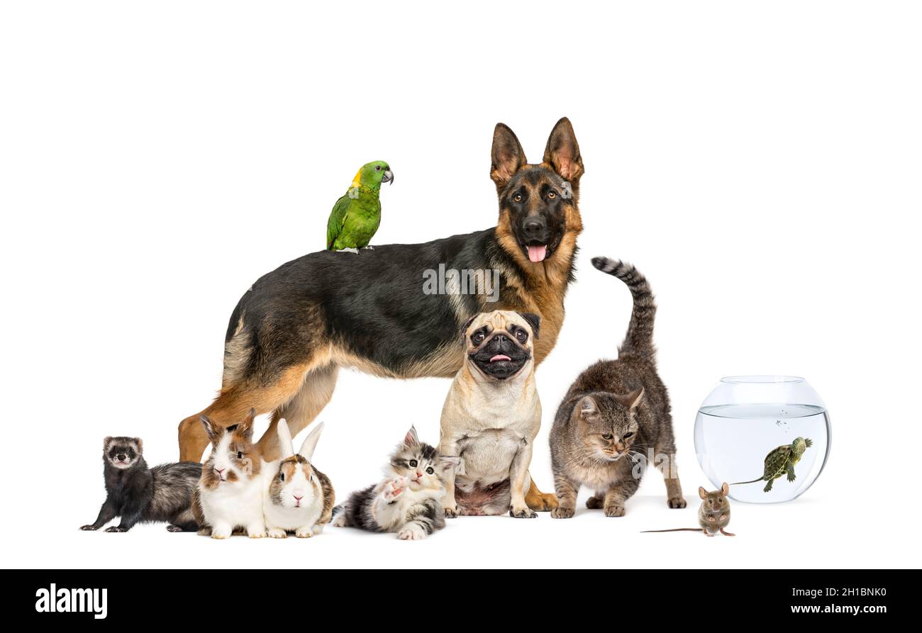 Group of pets in a row, Dogs, cats, ferret, rabbit, birds, mouse, isolated on white Stock Photo