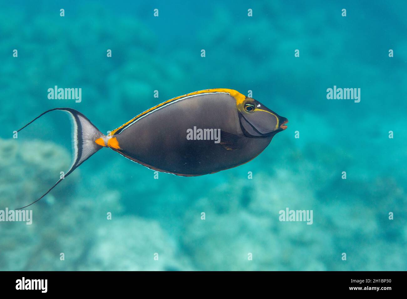 Orange Spine Unicornfish; Naso elegans; Maldives Stock Photo