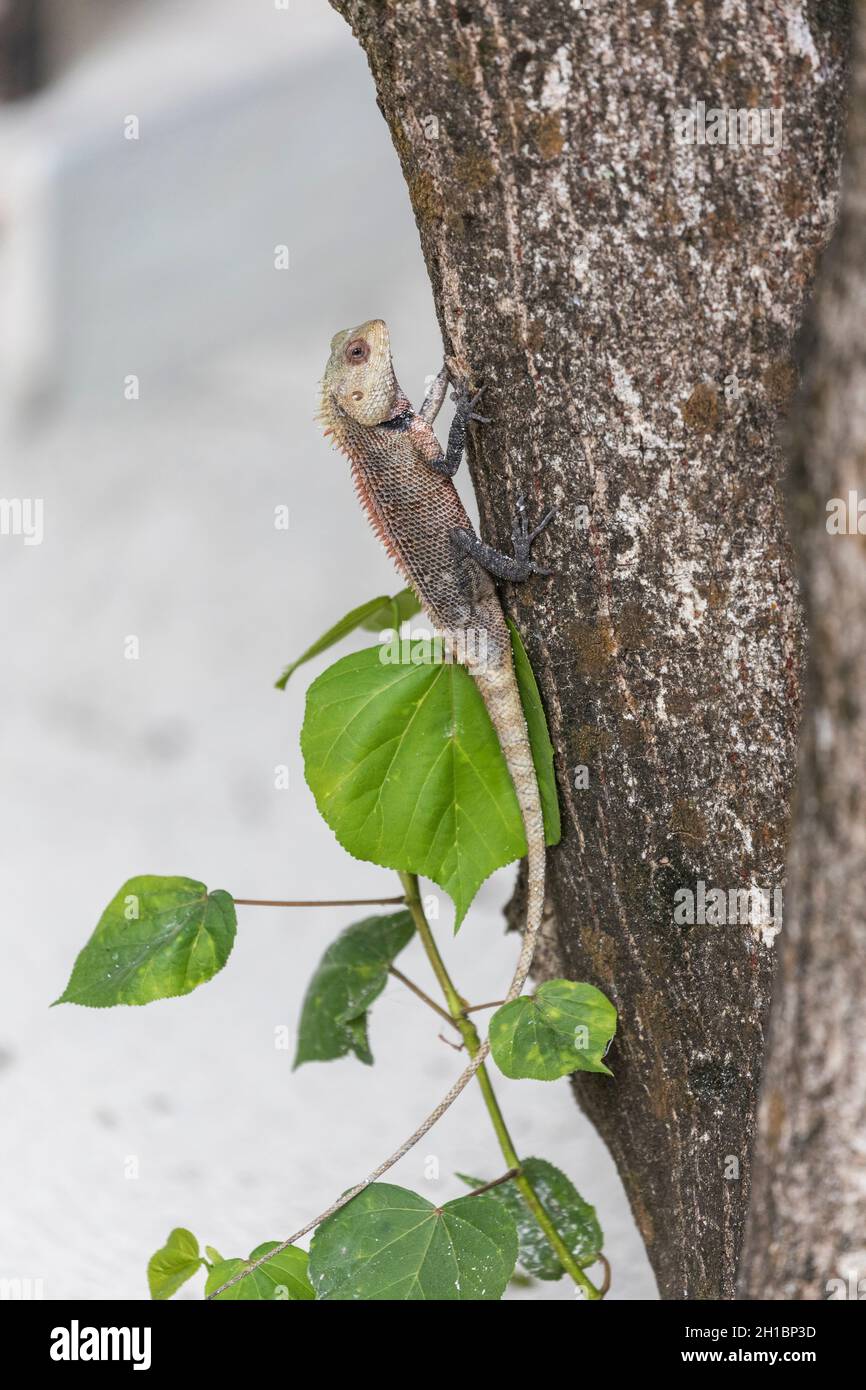 Oriental Garden Lizard; Calotes versicolor; Climbing a Tree; Maldives Stock Photo