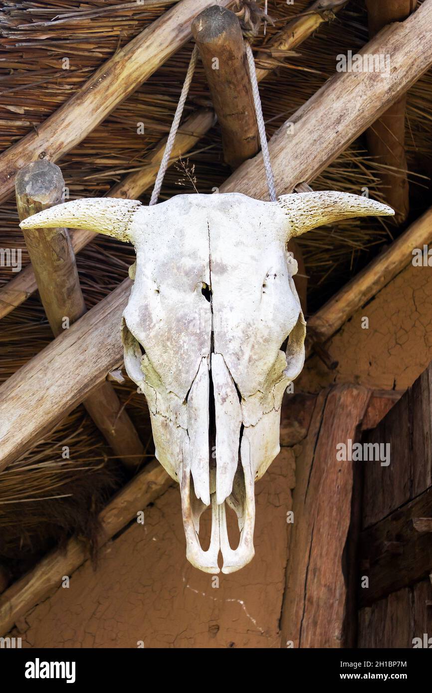 animal skull - a cow skull with horns, hanging on a wooden beam, close-up and front view Stock Photo