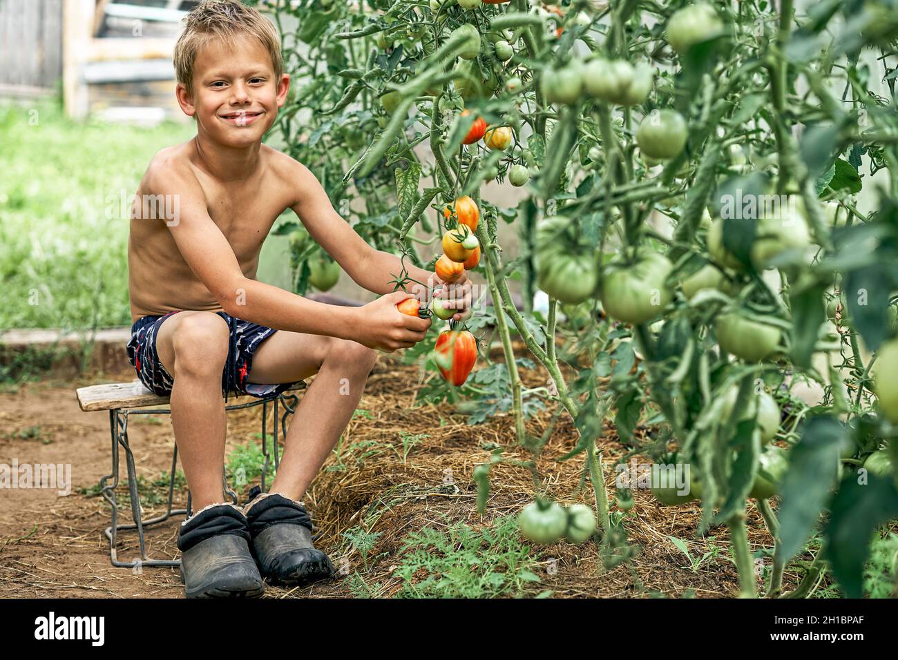 Smiling little boy gathers ripe red tomatoes sitting on small stool on kitchen garden bed in village on sunny summer day Stock Photo