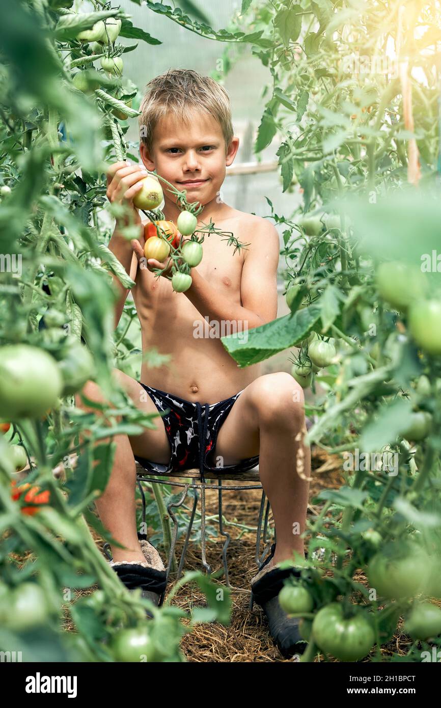 Smiling little boy gathers ripe red tomatoes sitting on small stool on kitchen garden bed in village on sunny summer day Stock Photo