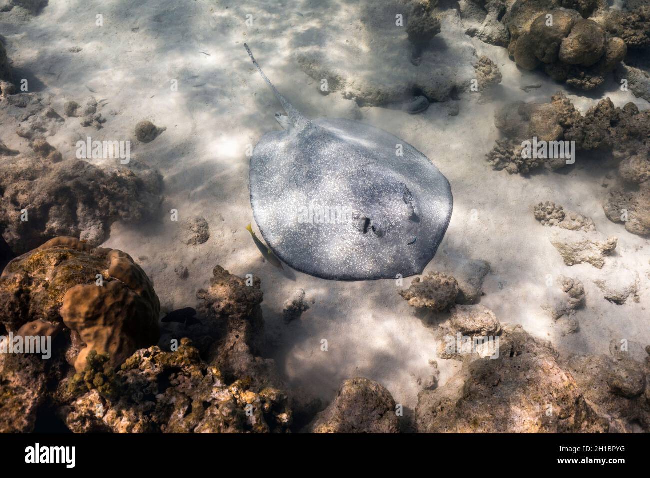 Porcupine ray; Urogymnus asperrimus; Maldives Stock Photo