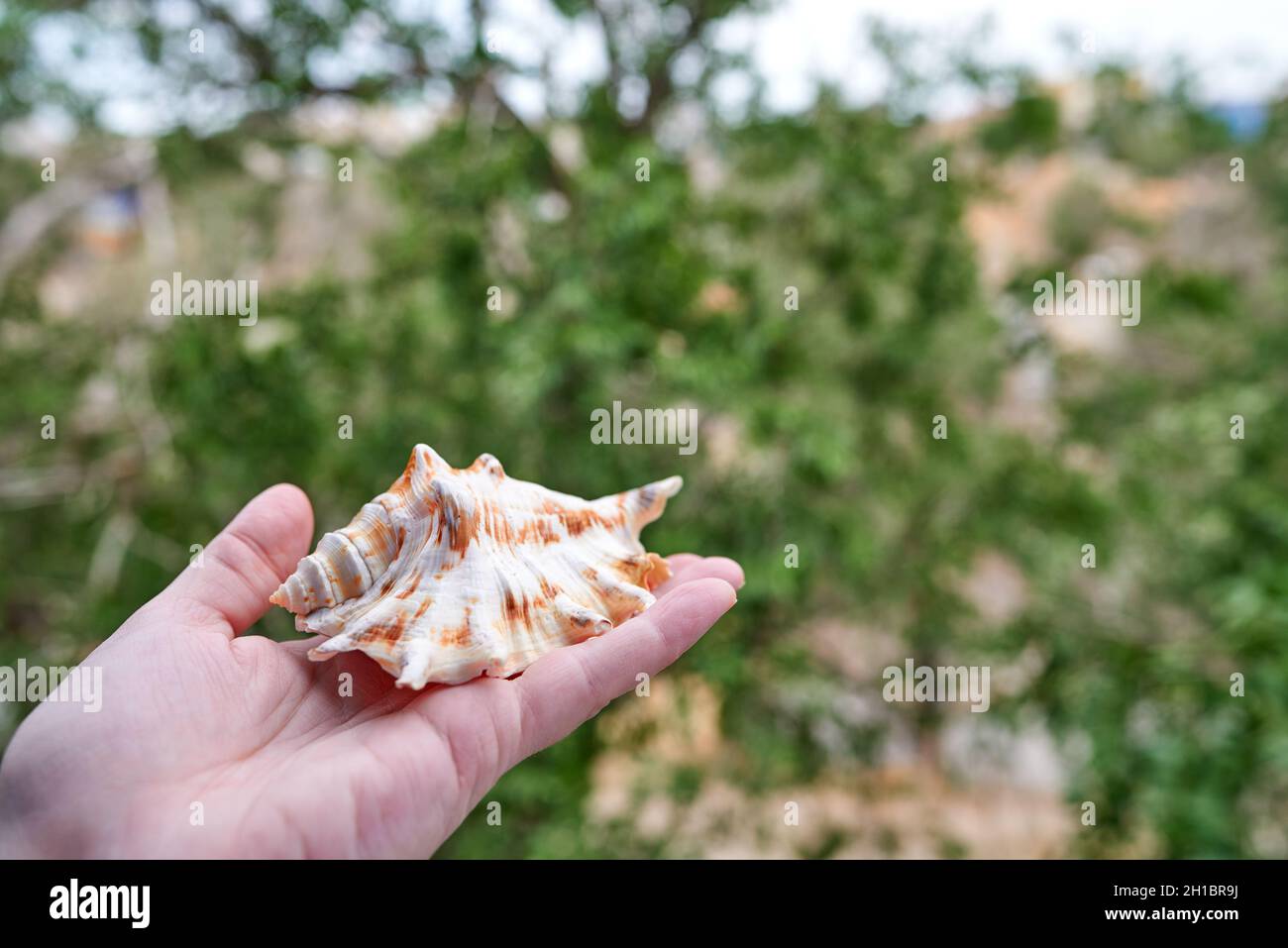 Lambis truncata (giant spider conch), sea snail, a marine gastropod mollusk. A seashell lies on a hand against a background of green trees Stock Photo