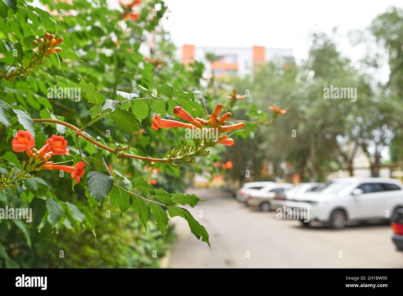 Red campsis (trumpet creeper, trumpet vine) on street. Selective focus. Copy space Stock Photo