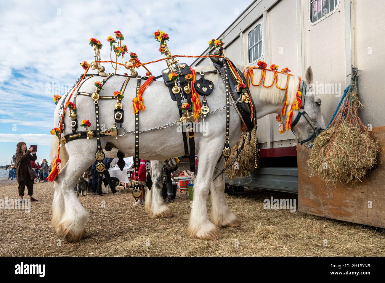 Grey shire horse in decorated harness at a heavy horse event, The Great All England Ploughing Match held in Droxford, Hampshire, UK. October 2021. Stock Photo