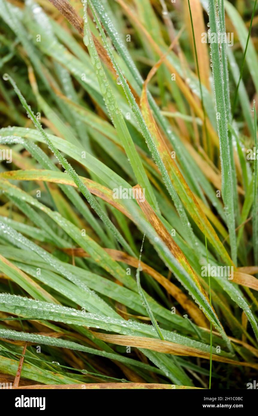 Wet green grass hi-res stock photography and images - Alamy