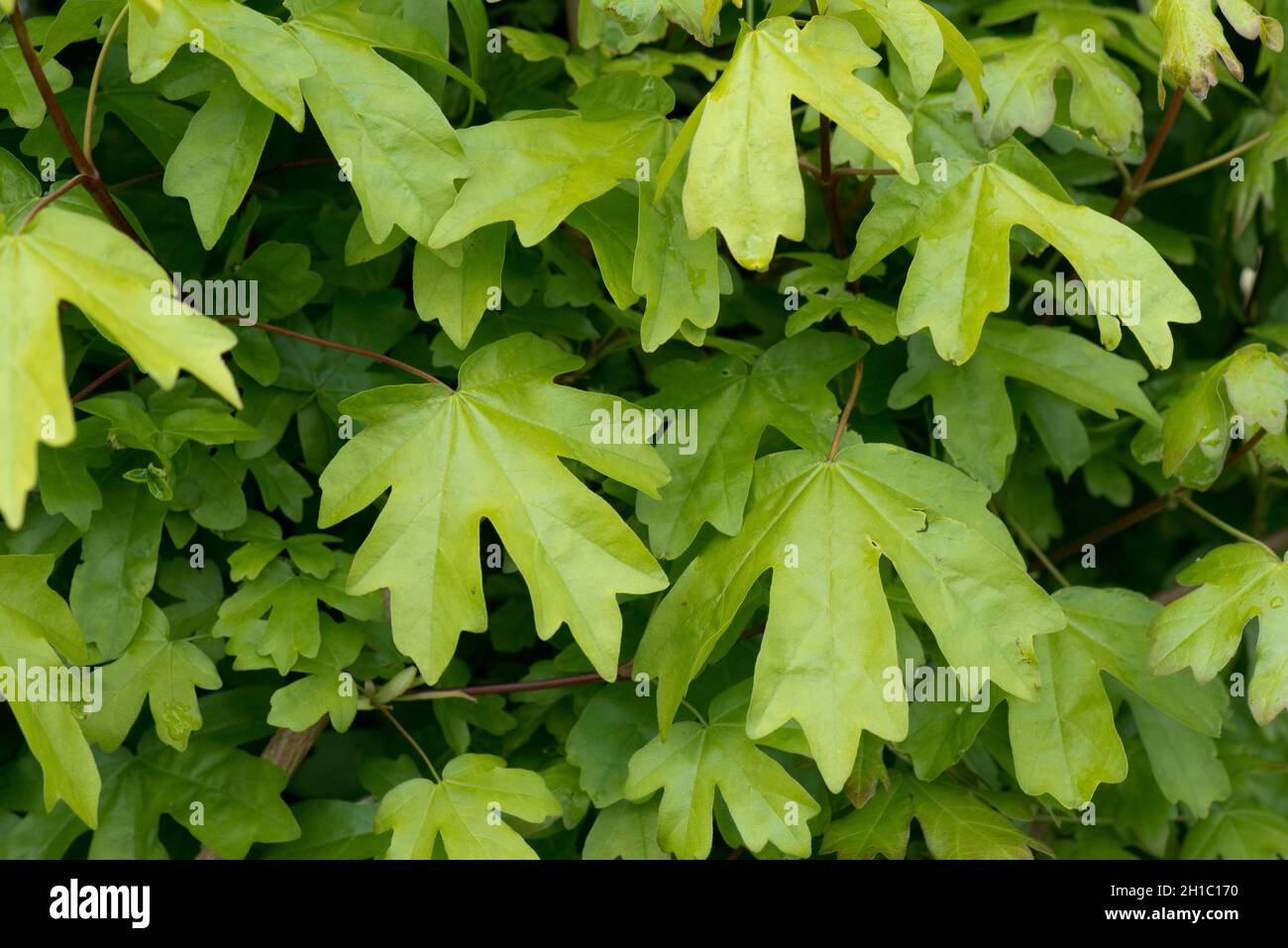 Creeper plant hi-res stock photography and images - Alamy