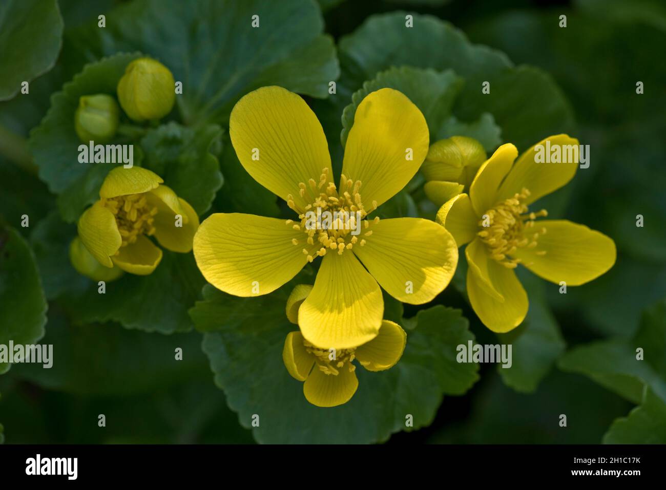 Marsh marigold or kingcup (Caltha palustris) yellow flowers of a perennial wild and cultivated plant of damp areas, Berkshire, March Stock Photo