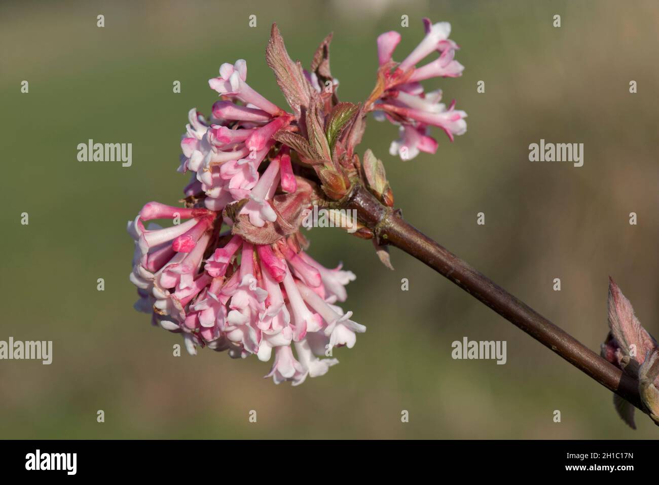 Pink spring flowers of Viburnum x bodnantense an ornametal garden shrub