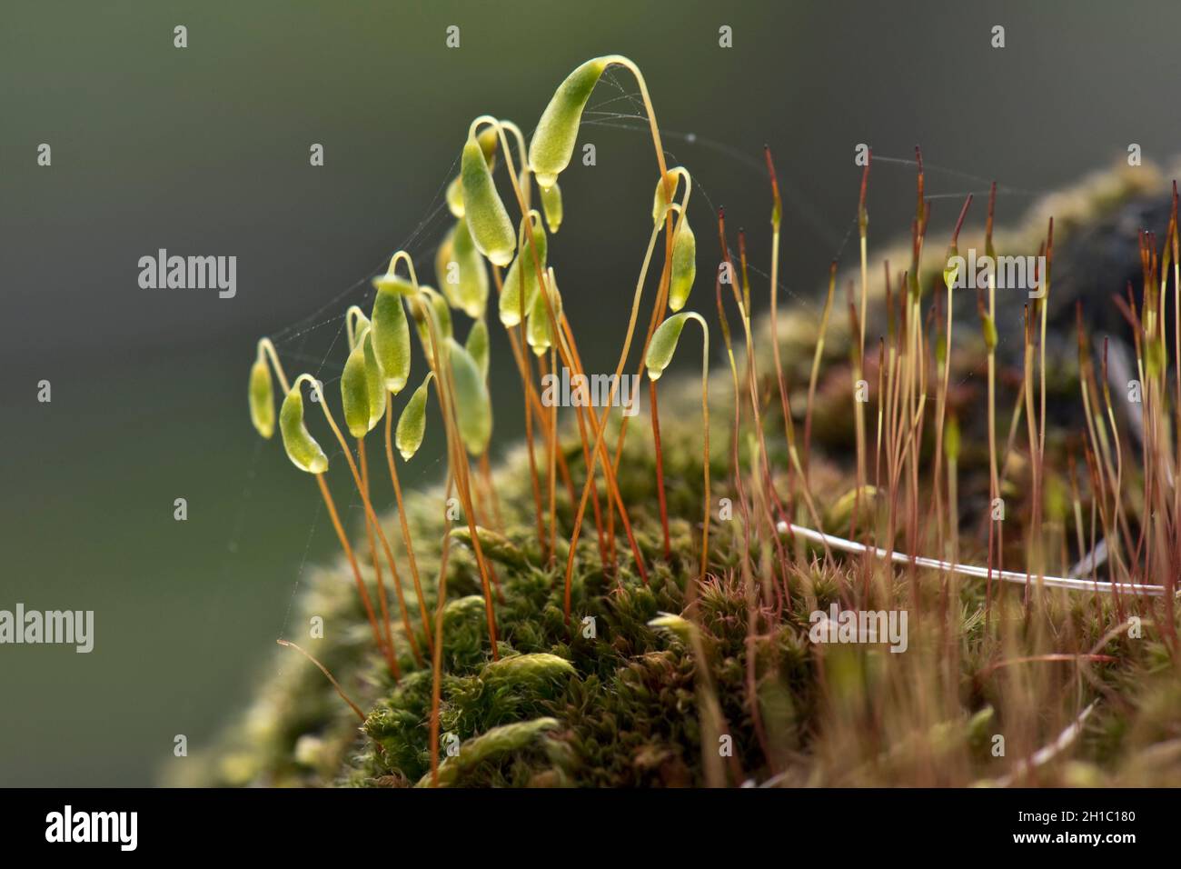 Capillary thread-moss (Bryum capillare) drooping capsules borne on seta and sporophytes from a tuft of leaves, Berkshire, March Stock Photo