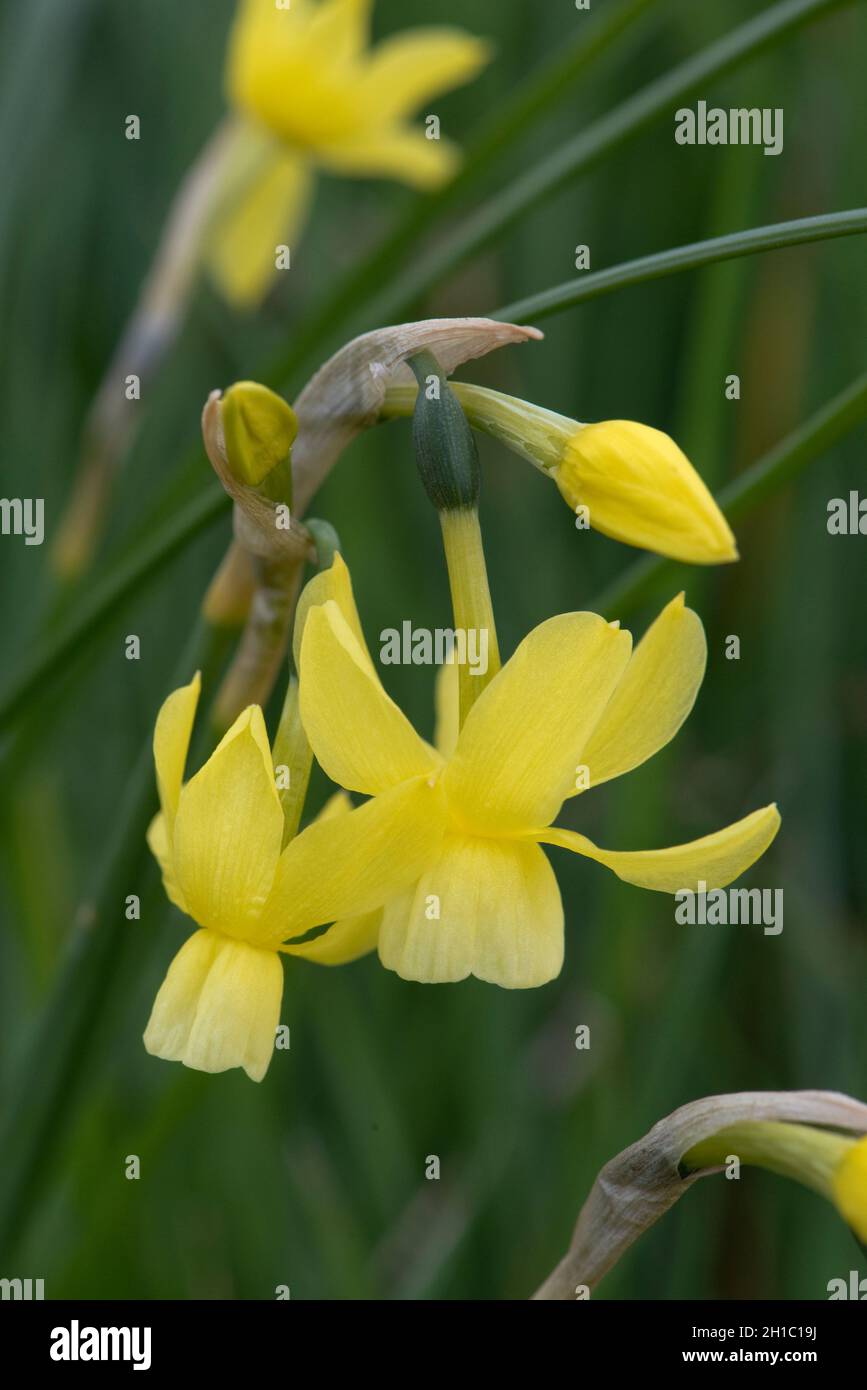 Pale yellow pendulous nodding flowers on a single stem of a miniature daffodil  Narcissus 'Hawera' open and in bud, Berkshire, April Stock Photo