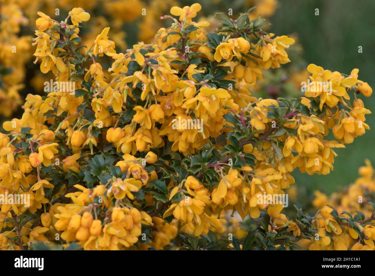 Orange flowers of Darwin's barberry (Berberis darwinii) and small dark green oval leaves with thorny margins of this garden shrub, Berkshire, April Stock Photo