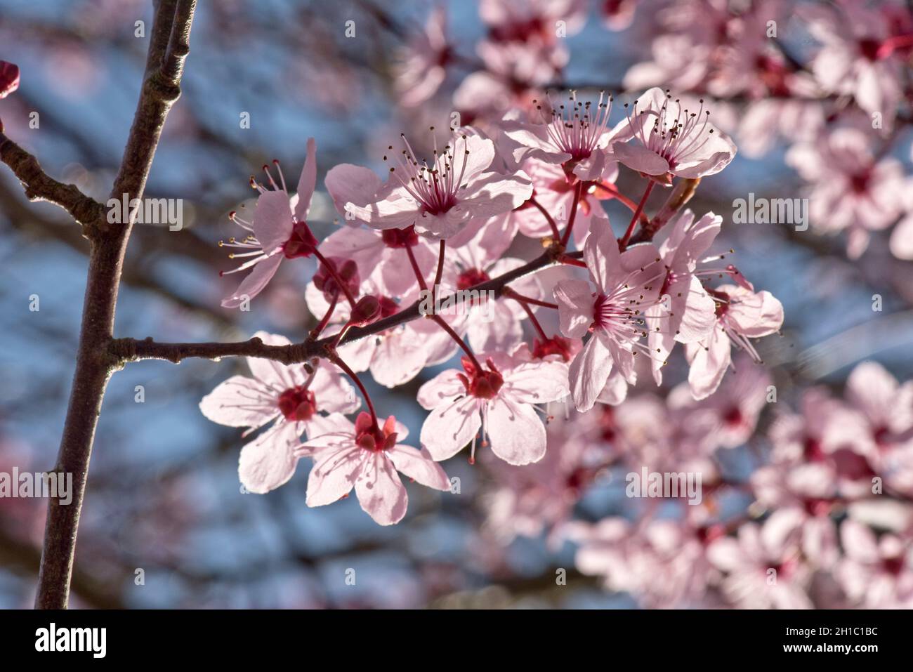 Pink flowering cherry tree (Prunus cerasifera) flowers backlit by afternoon sunshine in early spring, Berkshire, March Stock Photo