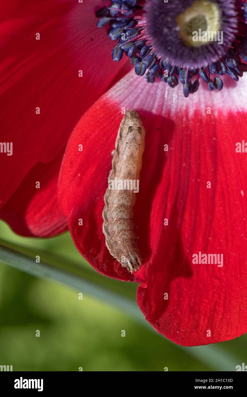 Red flower of poppy anemone (Anemone coronaria) with tepals and tightly packed crown of stamens and lesser yellow underwing caterpillar Stock Photo