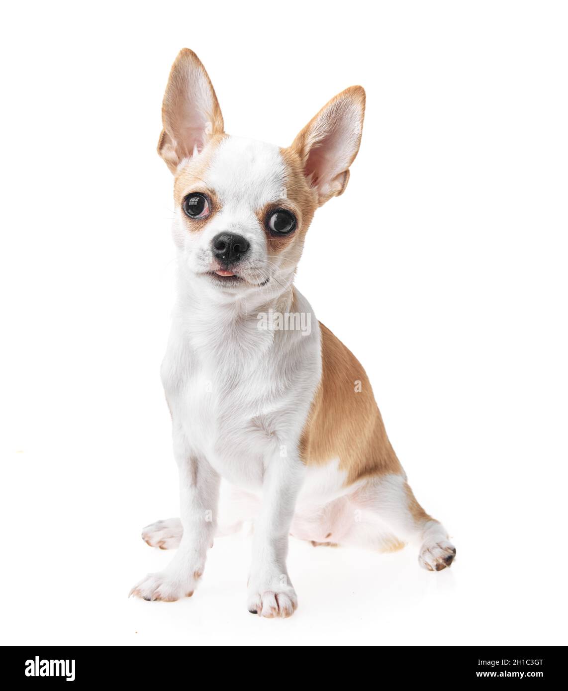 Mexican little dog hotsell