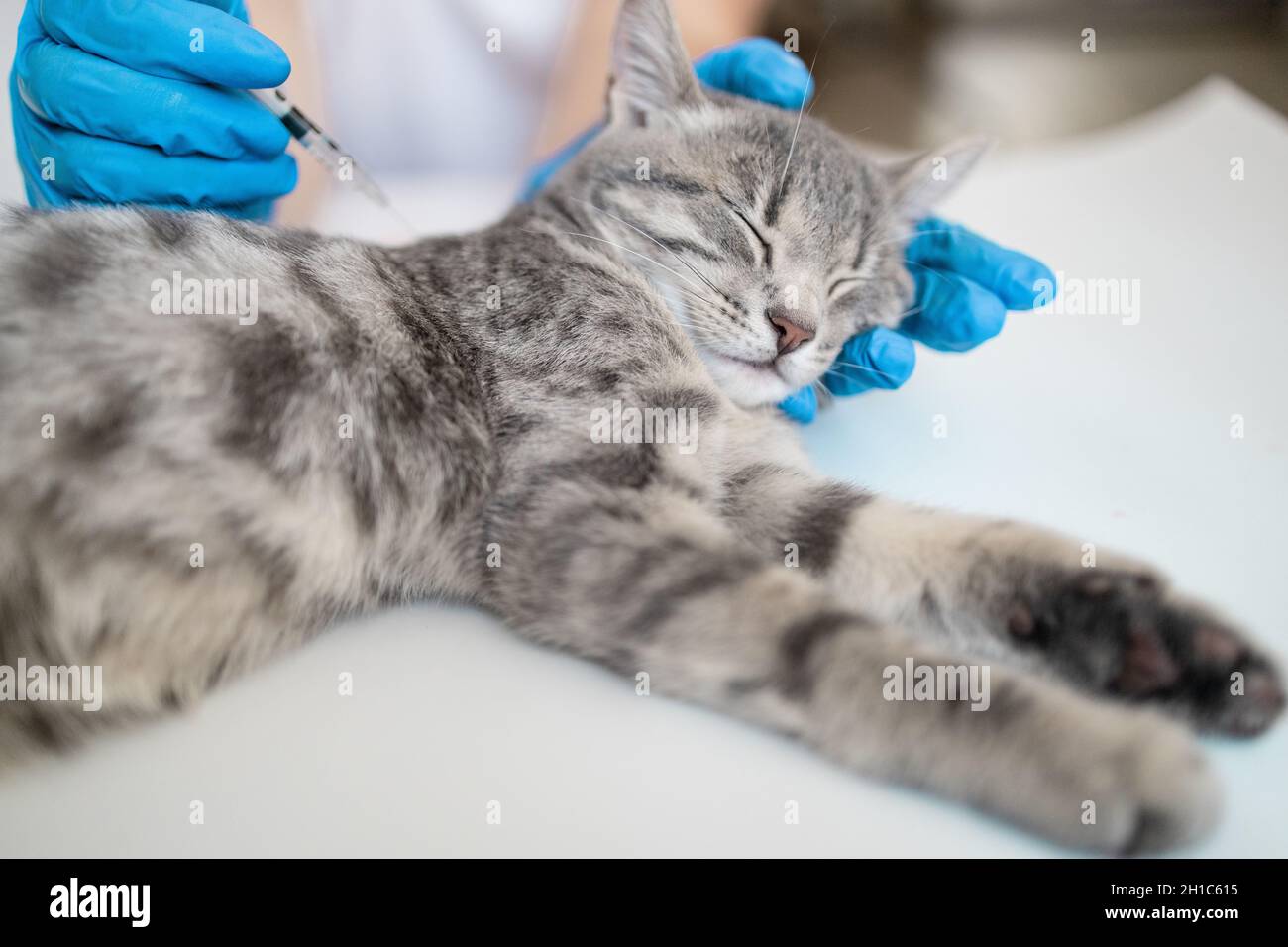 Doctor veterinarian giving injection insulin to a cat at the veterinary