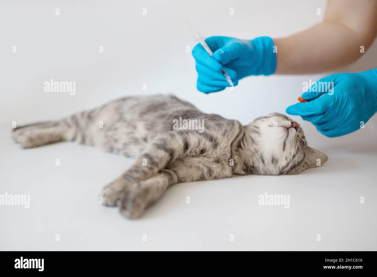 Doctor veterinarian giving injection insulin to a cat at the veterinary ...