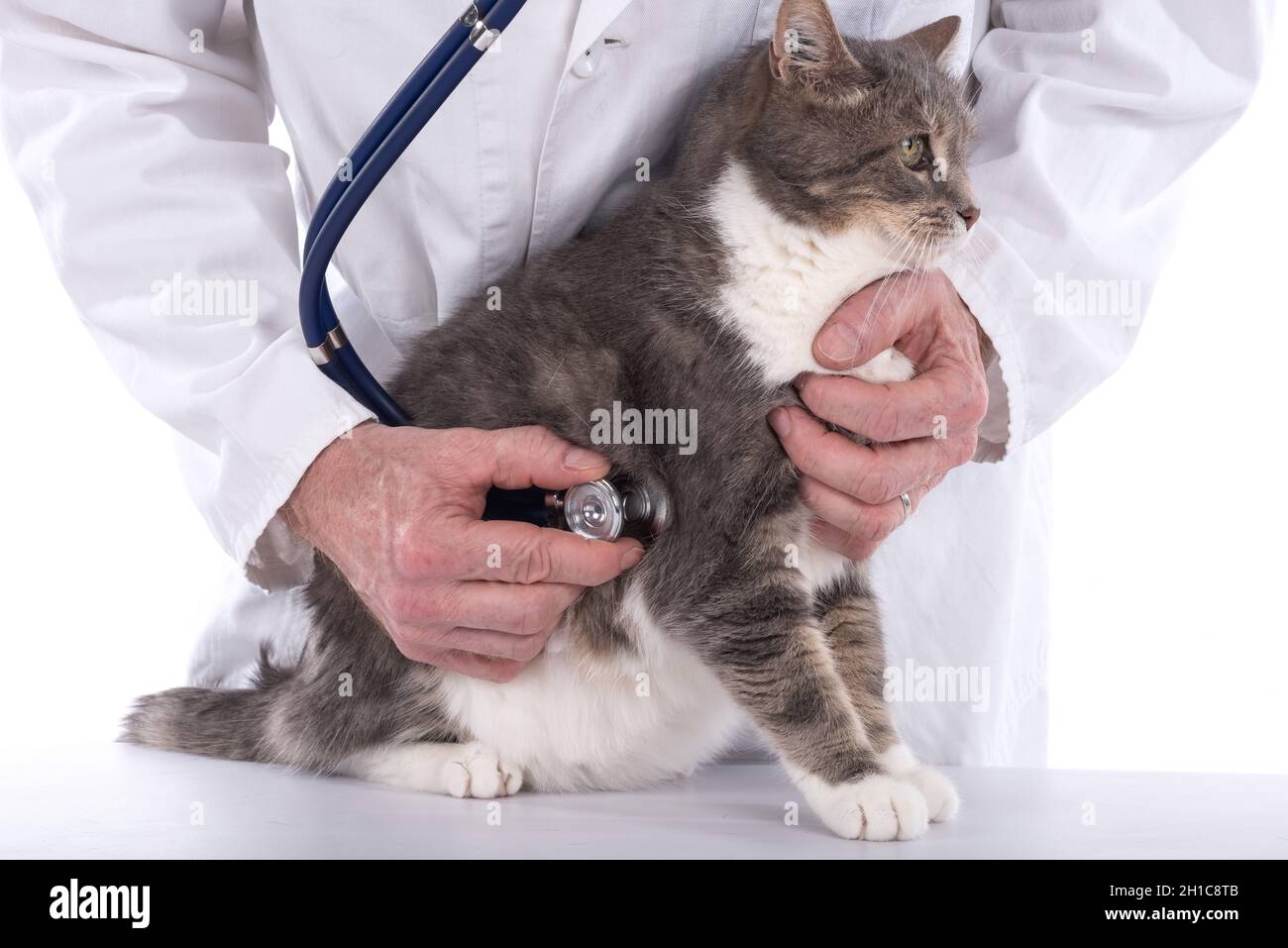 Cat being examined at the vet clinic Stock Photo - Alamy
