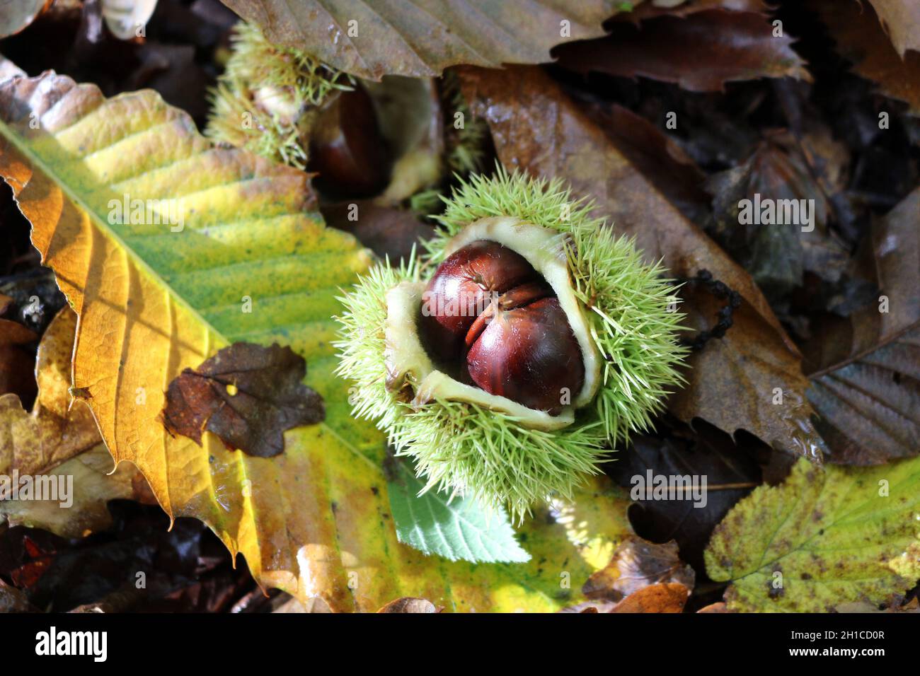 sweet chestnuts on the ground in autumn Stock Photo
