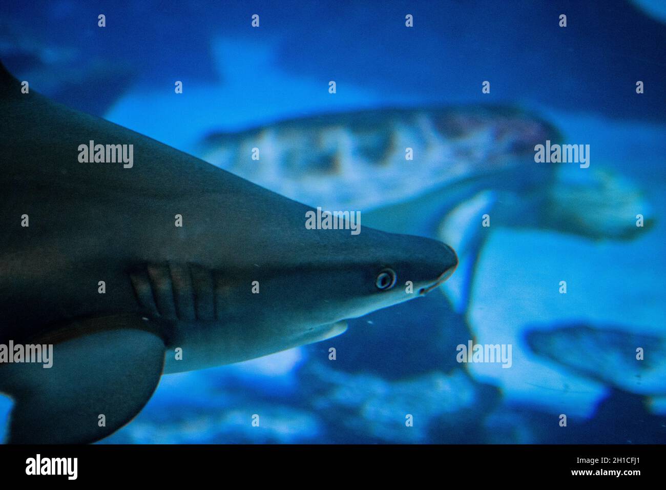 Grey reef shark (carcharhinus amblyrhynchos) swimming underwater Stock Photo