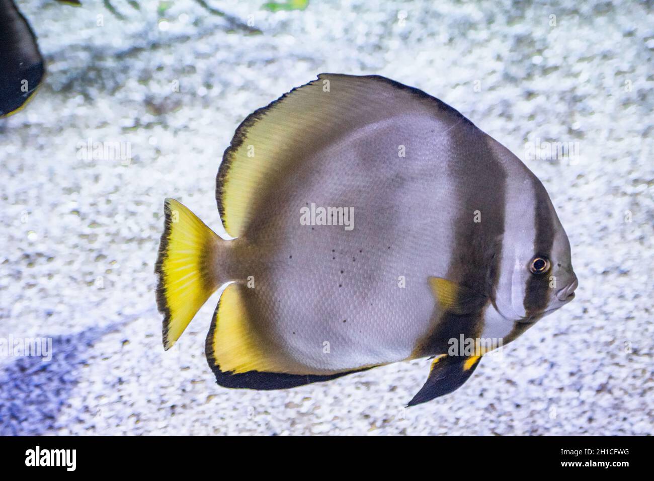 Silver moony (monodactylus argenteus) swimming underwater Stock Photo