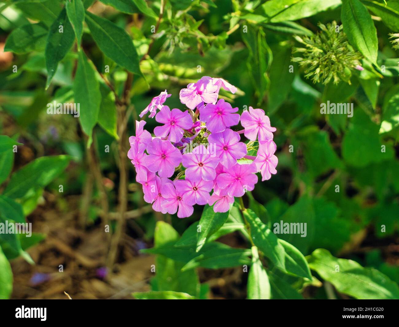 Closeup of the blossomed pink Garden phlox flowers Stock Photo