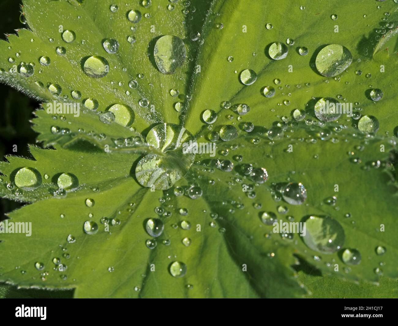 well-lit close-up image of bright silver drops of water retained by green hairy leaf of Alchemilla Mollis, 'Lady's Mantle' in garden in Cumbria, UK Stock Photo