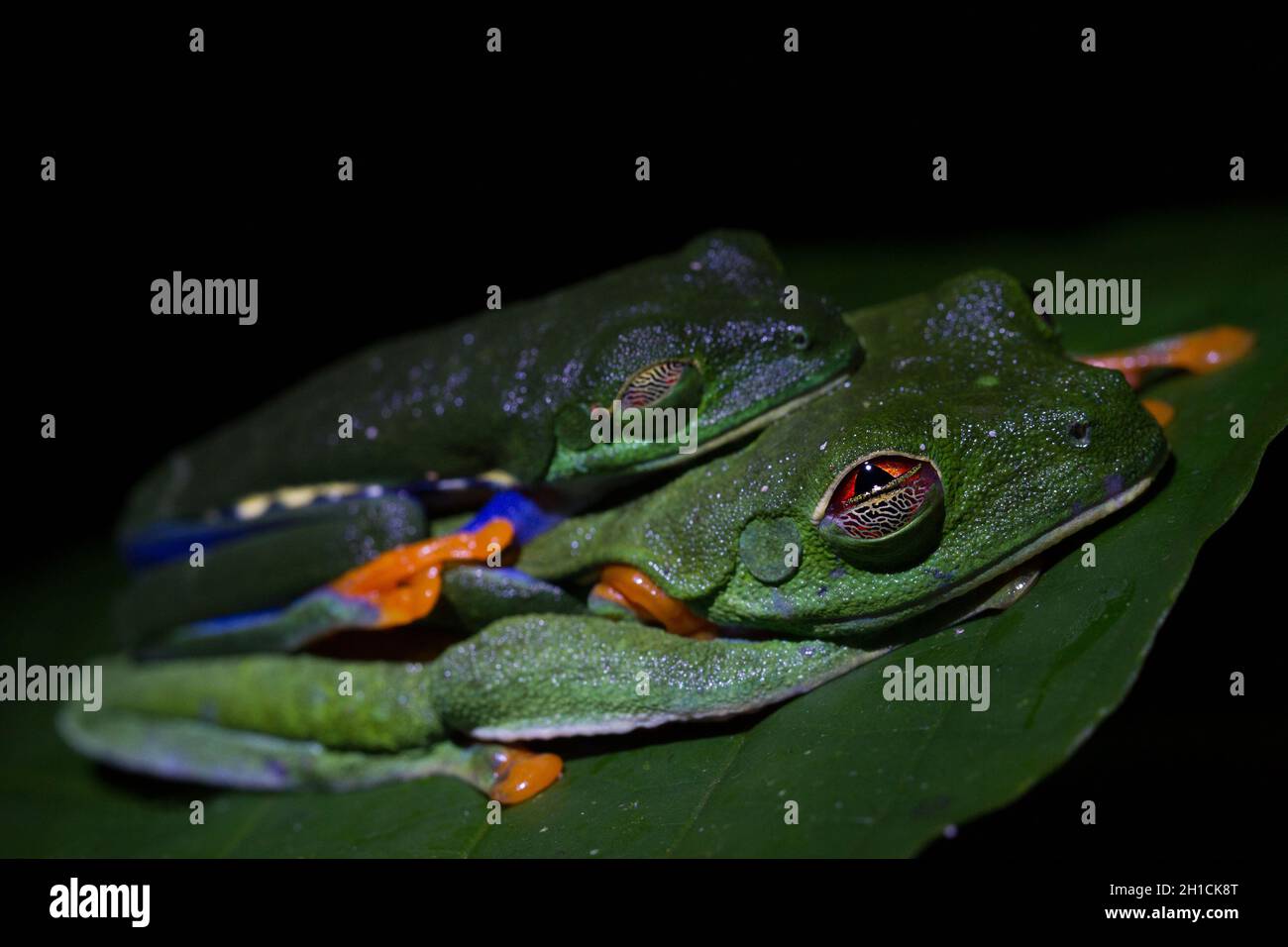 A mating pair of Costa Rican Red Eyed Treefrogs (agalychnis callidryas) Stock Photo