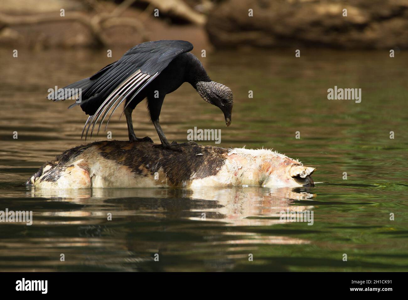 A black vulture (Coragyps atratus) scavenging on a dead pig, floating down the Sarapiqui river in Costa Rica Stock Photo