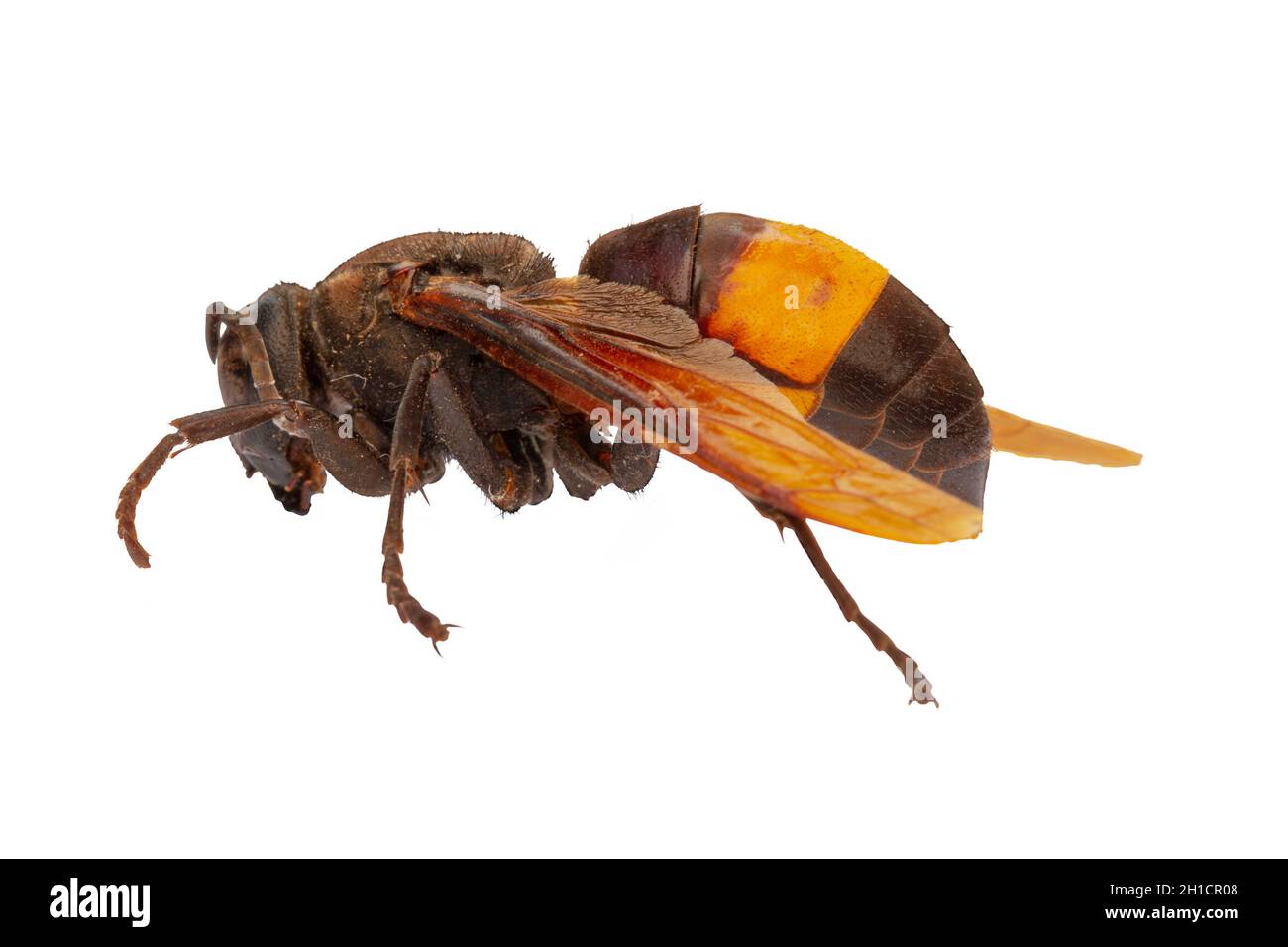 Side view of a brown and yellow house wasp, also known as the