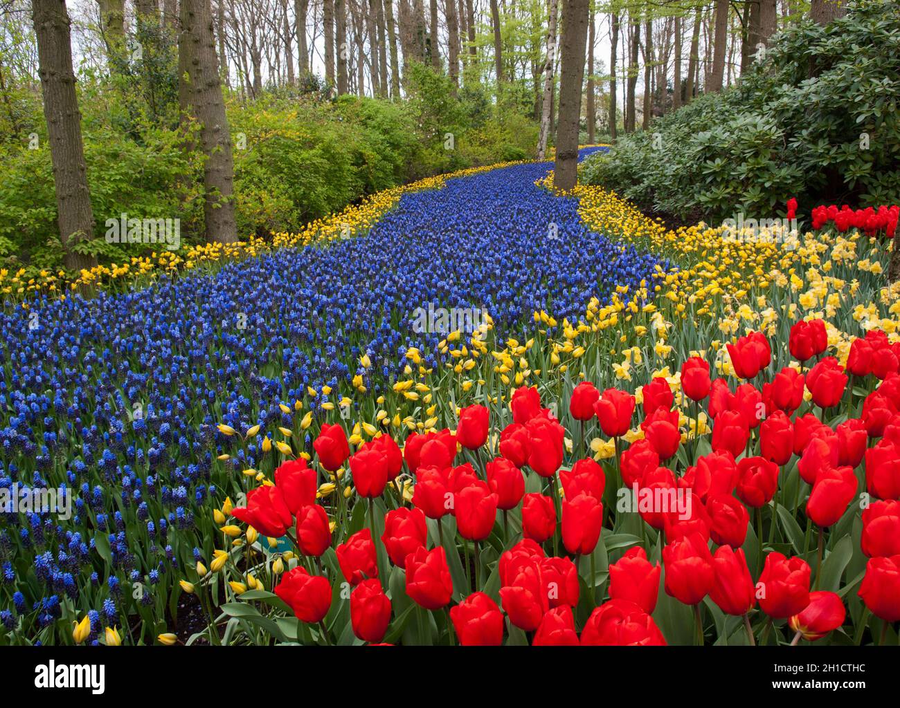 colorful tulips and blue hyacinth blooming in a garden Stock Photo - Alamy