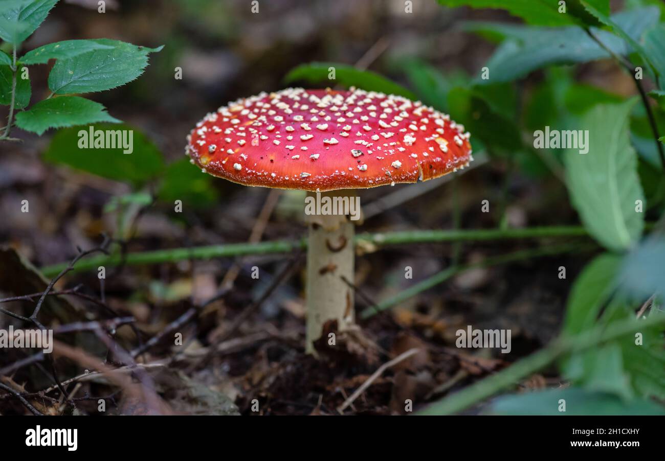 Close-up view of a Amanita muscaria, commonly known as the fly agaric or fly amanita, with its bright red cap dotted with white spots. Stock Photo