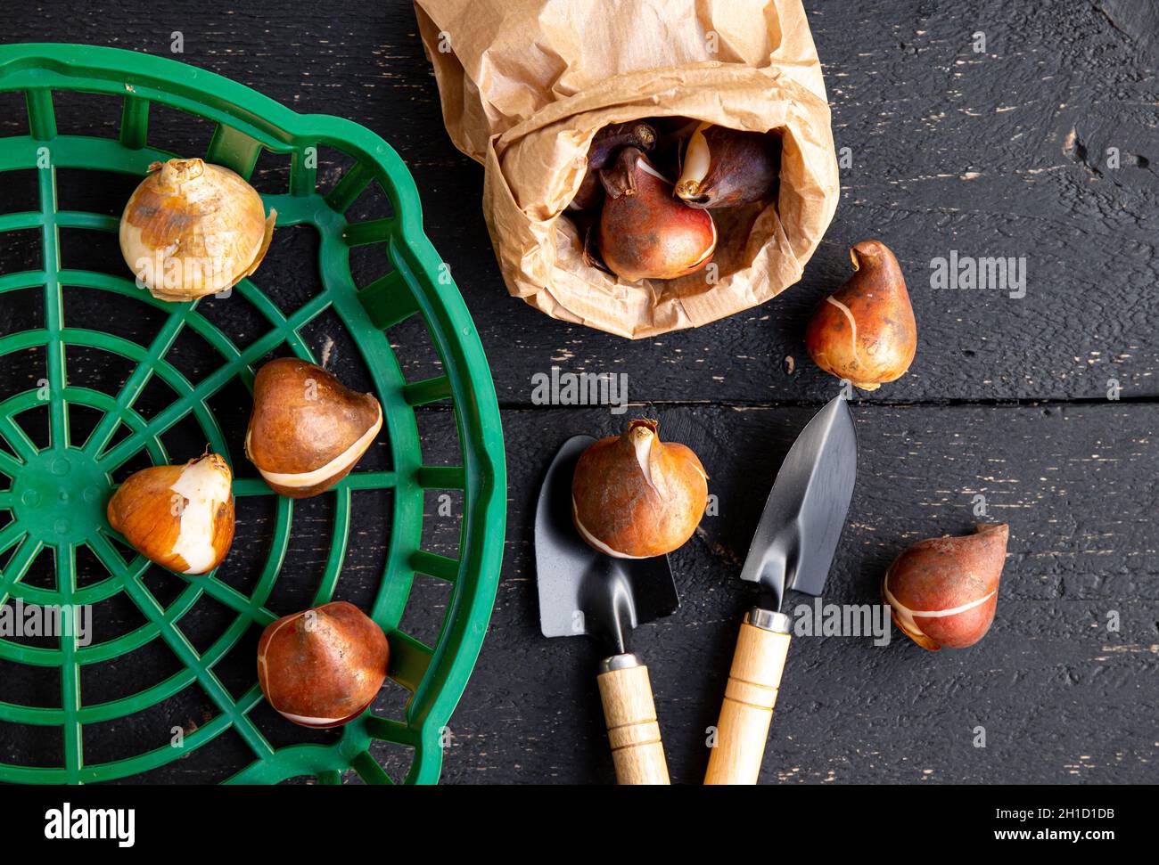 Above view of tulip planting basket with tulip bulbs in brown paper bag. Black wood board