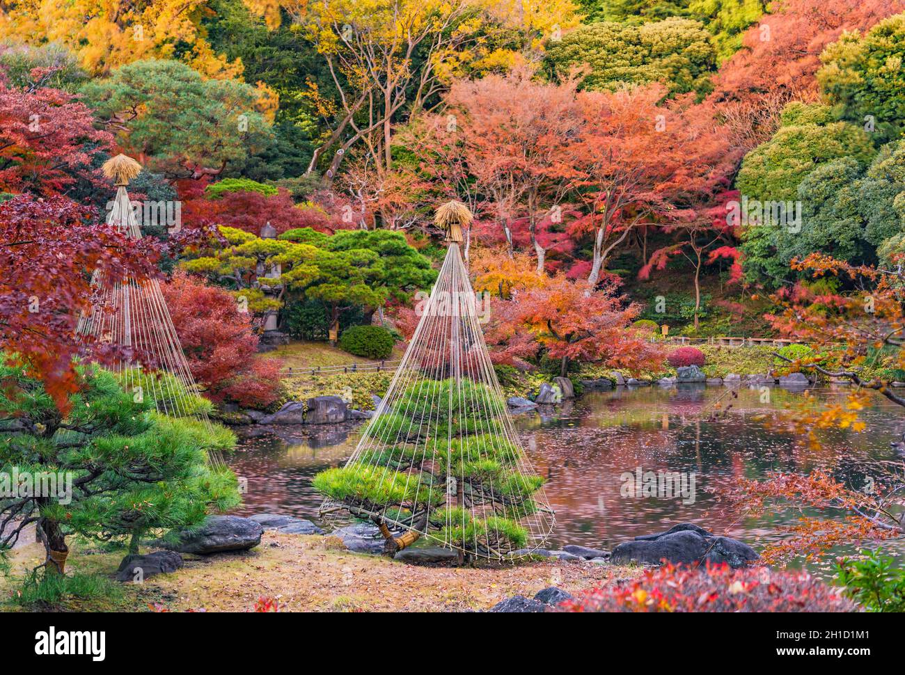 Tokyo Metropolitan Park KyuFurukawa's japanese garden's pine trees protected by a winter umbrella with a red and yellow maple momiji leaves background Stock Photo