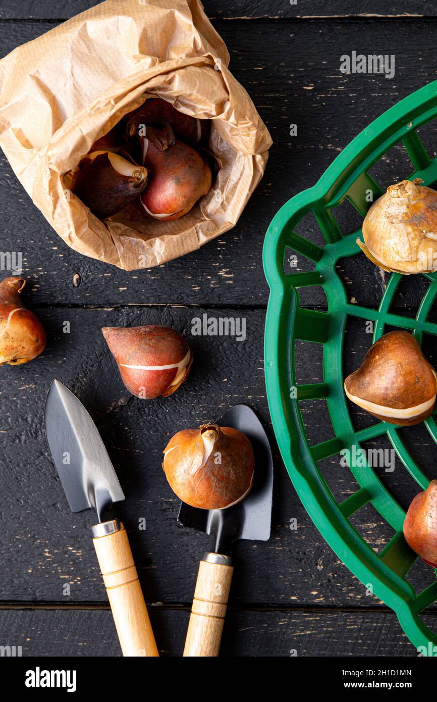 Above view of tulip planting basket with tulip bulbs in brown paper bag. Black wood board gardening background. Stock Photo