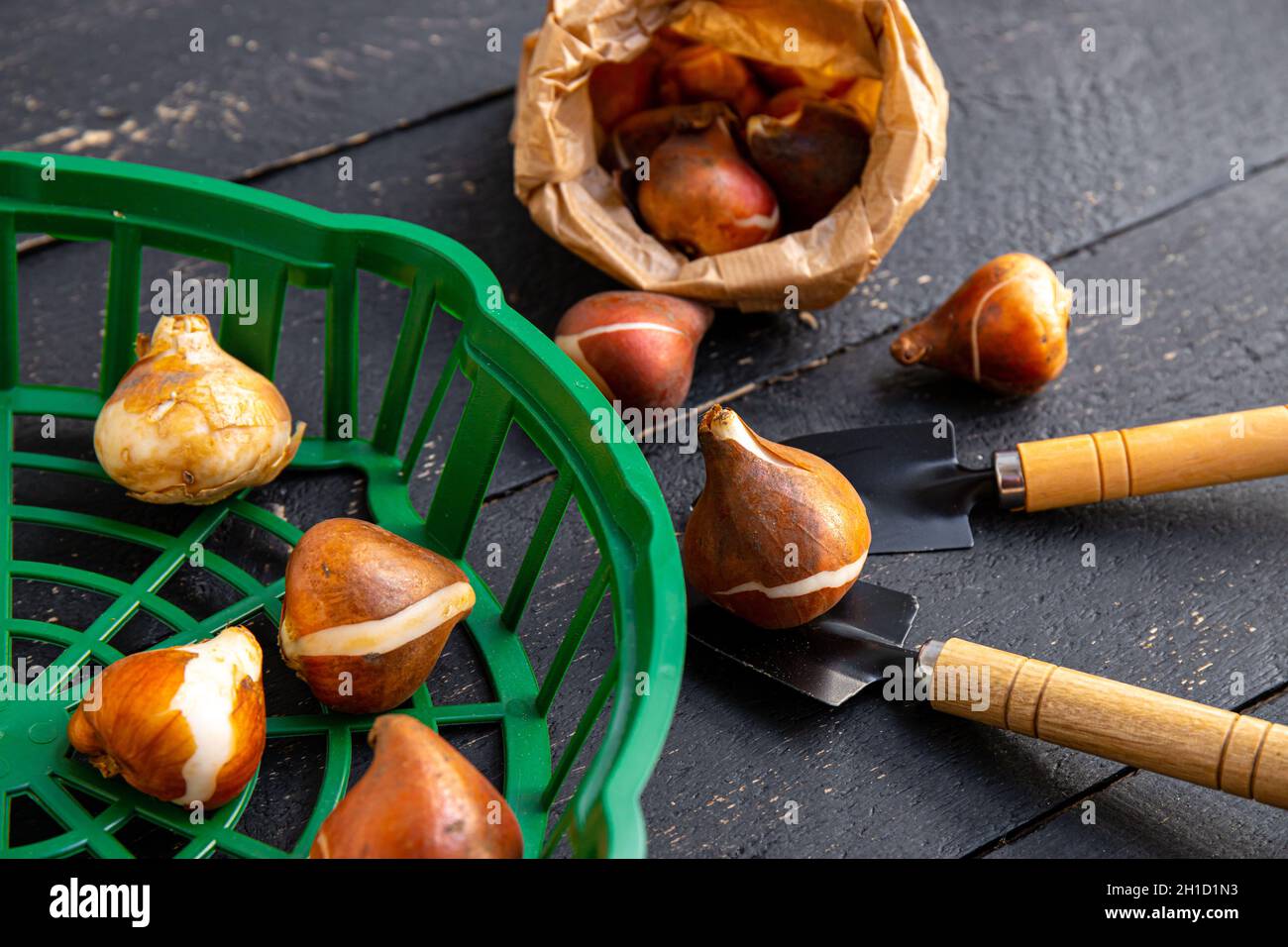 Above view of tulip planting basket with tulip bulbs in brown paper bag. Black wood board