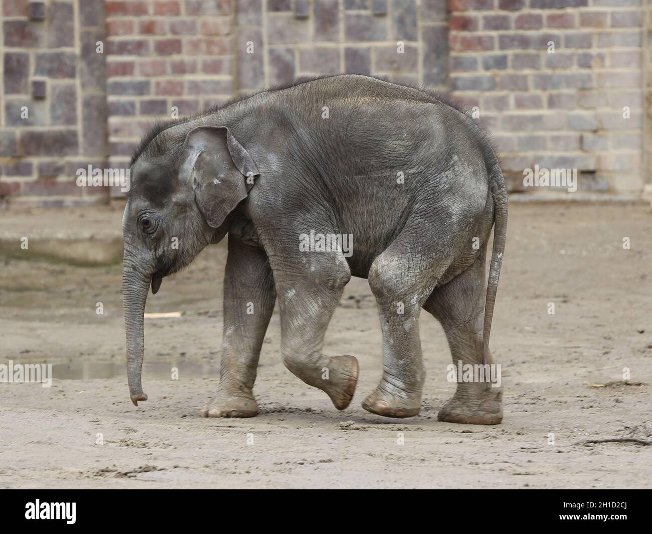 Asiatisches Elefantenbaby Kiran im Elefantentempel  Ganesha Mandir vom ZOO Leipzig Stock Photo