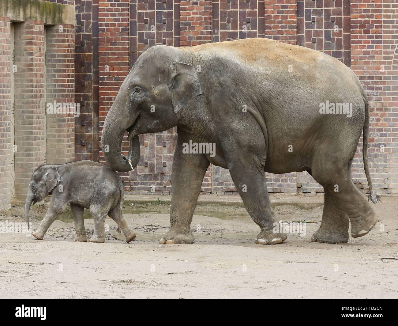 Asiatische Elefantenkuh Rani mit Asiatischem Elefantenbaby Kiran im Elefantentempel Ganesha Mandir vom ZOO Leipzig Stock Photo