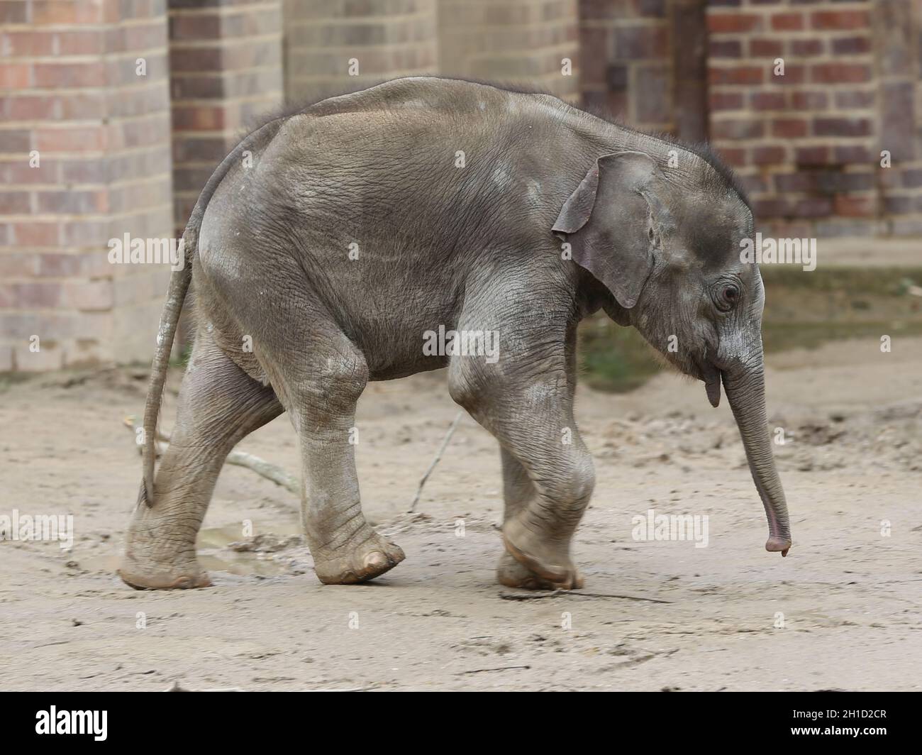 Asiatisches Elefantenbaby Kiran im Elefantentempel  Ganesha Mandir vom ZOO Leipzig Stock Photo