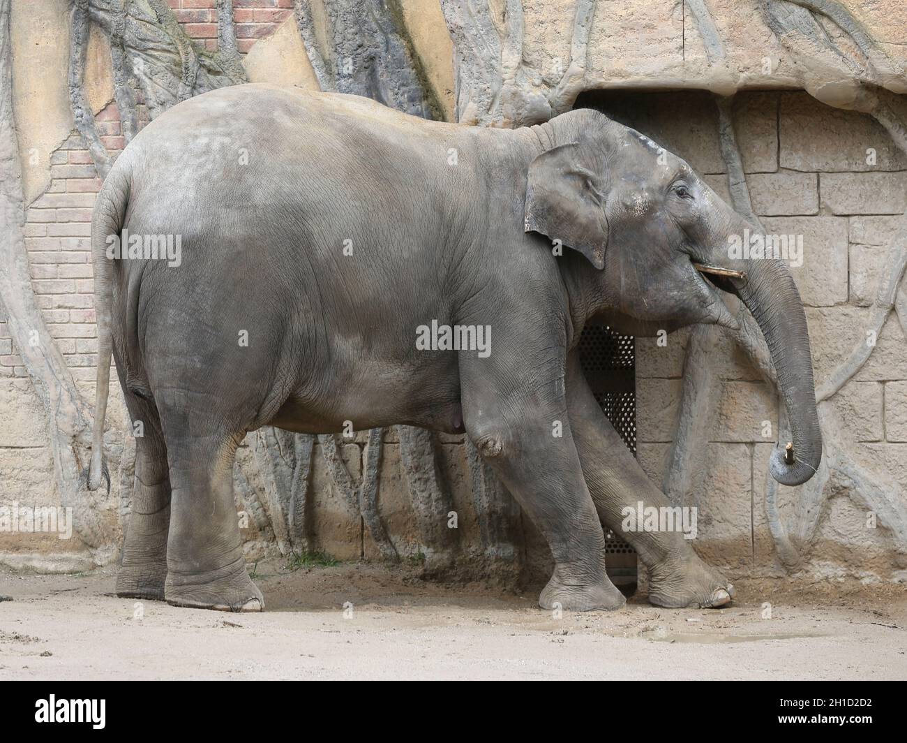 Asiatische Elefantenkuh Rani im Elefantentempel  Ganesha Mandir vom ZOO Leipzig Stock Photo