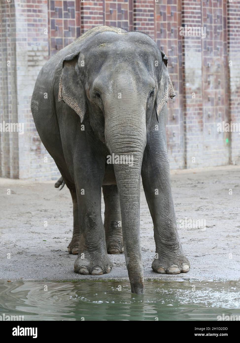 Asiatischer Elefant im Elefantentempel Ganesha Mandir vom ZOO Leipzig Stock Photo