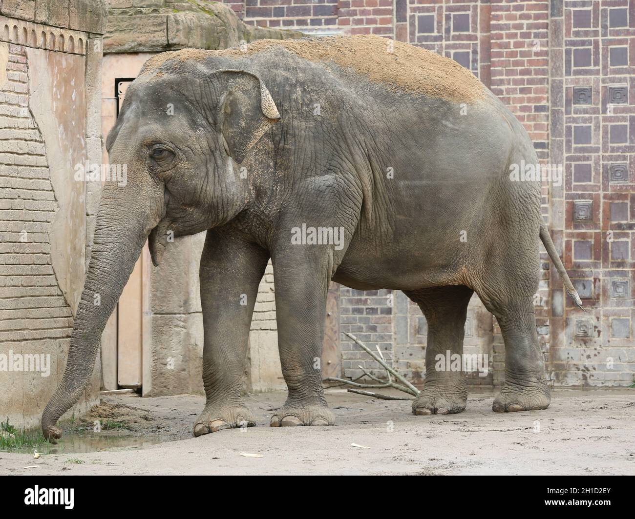 Asiatische Elefantenkuh Rani im Elefantentempel Ganesha Mandir vom ZOO Leipzig- Stock Photo