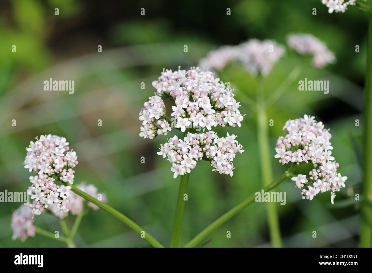 Pink and white elder leaved valerian, Valeriana officinalis subspecies sambucifolia, flowers with a blurred background of leaves. Stock Photo
