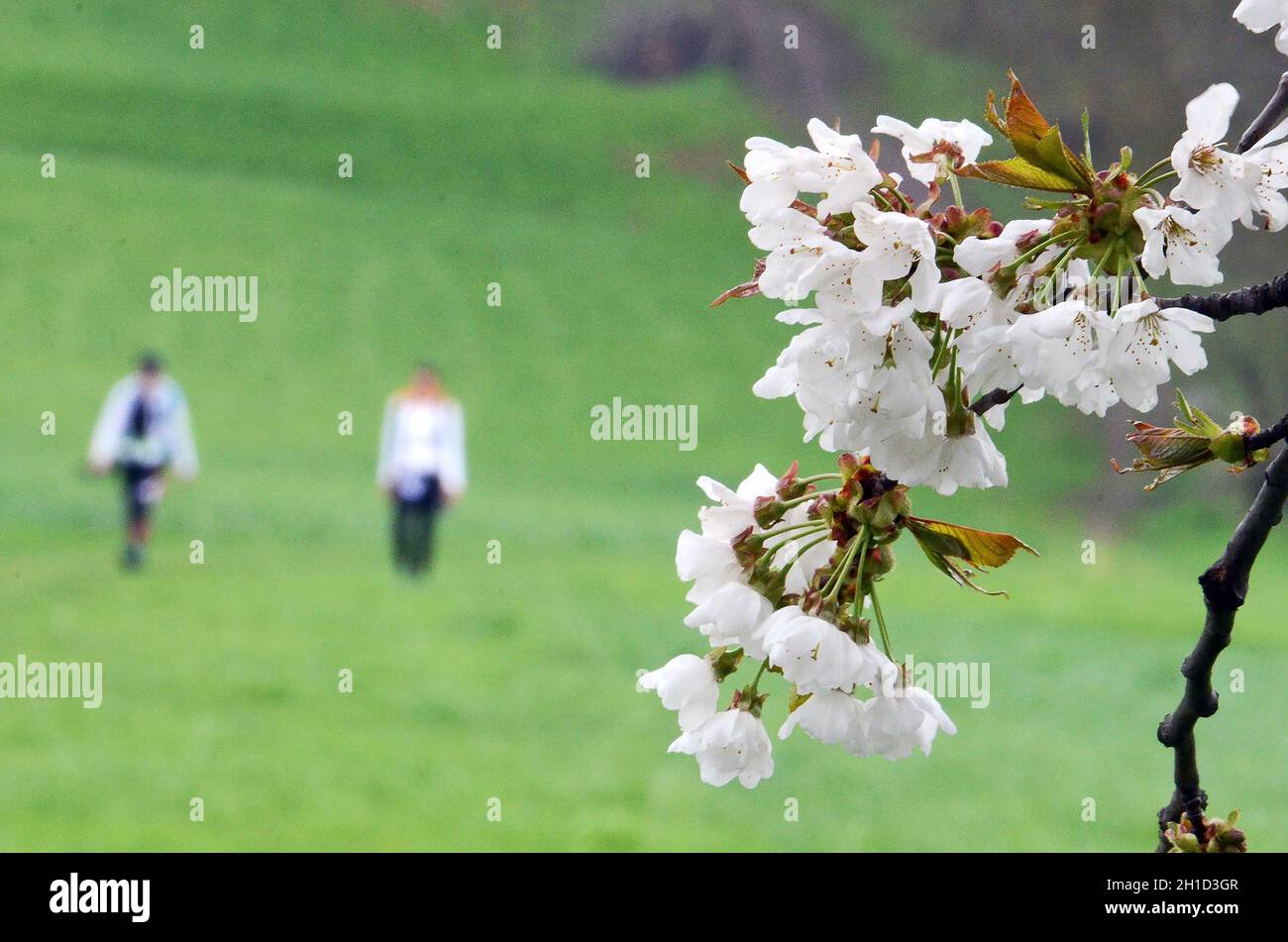 Auf dem Bild sind Kirschblüten zu sehen und im Hintergrund Wanderer - Cherry blossoms can be seen in the picture and hikers in the background - Stock Photo