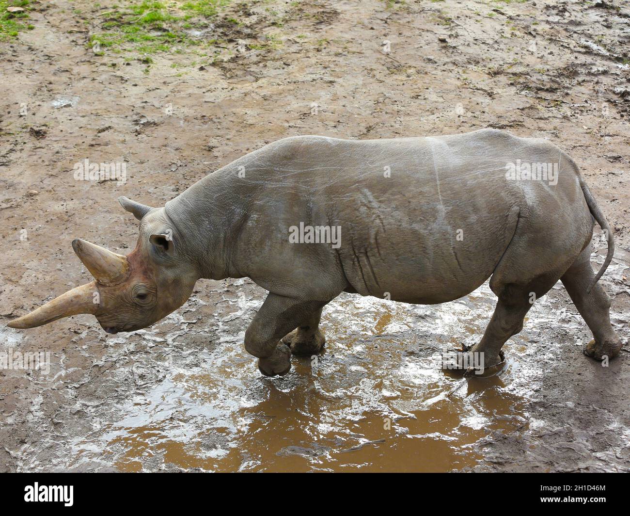 weibliche Nashornmutter Saba im Kiwara-Kopje vom ZOO Leipzig Stock Photo